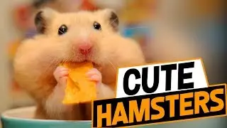 Funny Hamster Videos Try Not To Laugh 2018