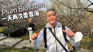 Early Spring: Season for Plum Blossom and Dark Sleeper