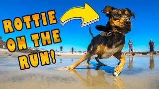Rottie on the RUN! 🐕 Rottweiler chases our RoverCam @ Dog Beach Del Mar, San Diego!  [DOG CHASE 4]