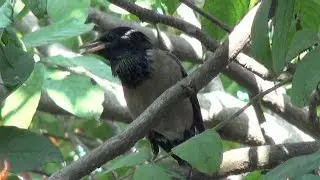 Rosy Starling (Pastor roseus) - 2015
