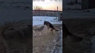 Can a dog stand a chance against a wolf? 😨🐺 #Dog #Wolf #Fight #Wild #WhoWins #battleroyale #animals