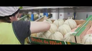 Melon Charentais