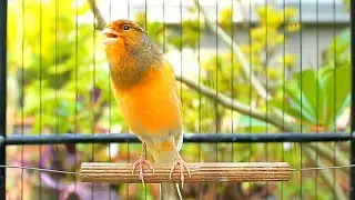 1 Hour Canario Belga Daily Training – Natural Canario Cantando for Strong Voice