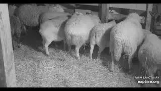 Farm Sanctuary Sheep Barn Edited FIG NEWTON TIME early am 1182026 explore.org