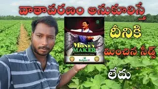 KCH-100 BG11 #MONEYMAKER #Kaveriseeds #cottonhybride  కావేరి సీడ్స్ వారి పత్తి విత్తనాలు
