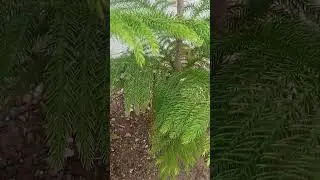 🌿 &ldquo;Beautiful Norfolk Island Pine Growth &ndash; Christmas Tree Plant Care&rdquo;