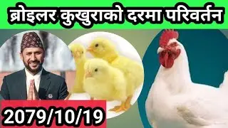 2079-10-19:ब्रोइलर कुखुराको दरमा परिवर्तन broiler chicken rate live/today broiler chicken Rate nepal
