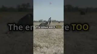 How Australia Lost a War&hellip; to Birds!? The Shocking Story of the Great Emu War - But Who Really Won?