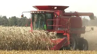 Harvest 2020 | Case IH 2366 Combine Harvesting Corn | Corn Harvest 2020