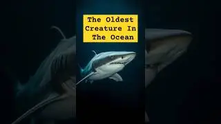 The Secret Life of the Greenland Shark: Earth's Oldest Vertebrate!