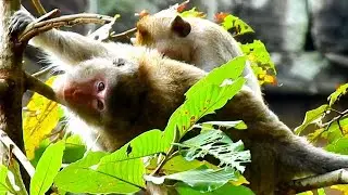 OMG ! pregnant mom Jane lay on the high tree look so tired, Poor Tarzana nurse her mom look so good