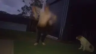 Slavic gopnik dancing 