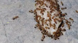 Nature Live Stream 🐜 Red Ants Eating Rice & Sugar Episode | #ants #antfeeding #Relaxing