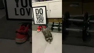 Thailand drift.🤣🐰 #rabbit #animal #cuterabbits #bunnies #bunny #lovelyrabbit  #cuterabbits🐰