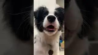 Border Collie Dog Lovers part 72 #shorts #dog #bordercollie #puppy #cute #doglover #pets