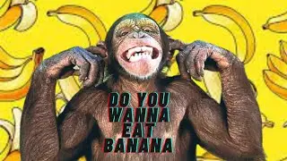 MONKEY FUNNY VIDEOS   Try-not -to laugh -challenge  funny monkeys video  2021  -