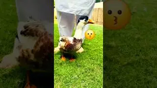 Funny Duck Enjoying 😉🐥😗|#funny #shorts #duck #love #cuteducks #shortsfeed #cute