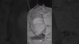 Eine unruhige Nacht. Ich warten auf das Fohlen