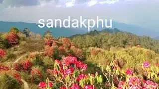 rhododendron flower#spring blossom of the Himalayas#sandakphu #darjeeling#singalilanationalpark.