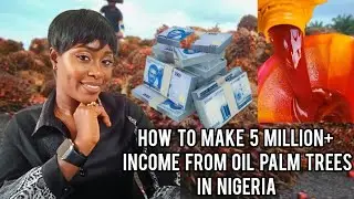 How to make millions from Palm oil in Nigeria 