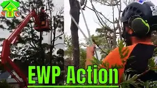 EWP Review (Tree work using the Snorkel) STC tree service, Tasmania