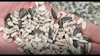 sunflower seeds dehulling machine
