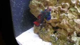 Mandarin Dragonet Eating Frozen Ova