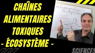 Comment les chaînes alimentaires deviennent-elles toxiques?  Bioaccumulation and Bioamplification