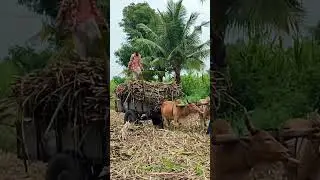#bullockcart shorts video | bullock cart ride | bullock cart videos bulls farms oxen | bullock media