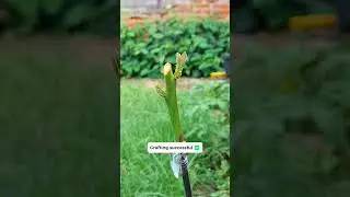 Successful Experiment: Avocado Grafting #satisfying #grafting #experiment