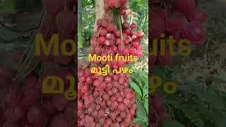 മൂട്ടി പഴം സീസൺ തീരാറായി