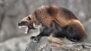 Wolverines are a whole other MOOD | Wolverine vs Honey Badger who would win?