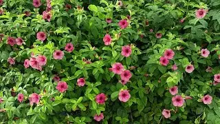 Huỳnh anh tím Allamanda blanchetii