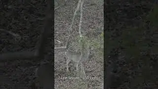 350 Legend Deer Hunt #shorts #deerhunting #350legend #whitetail #hunting