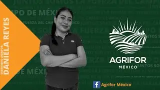 HONGO EN CEBOLLA: 🦠&iquest;CU&Aacute;LES SON LOS S&Iacute;NTOMAS DE MILDIU VELLOSO?🦠