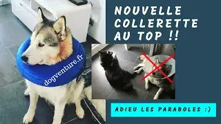 [CHIEN] Nouvelle collerette pour chien et chat