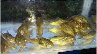 Recolectando Apistogramma, Corydoras y otros peces ornamentales en una alantarilla.