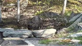 Wild turkey 🦃 drink water on my pond please subscribe