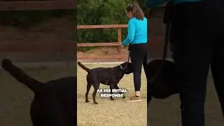 Booker and Nash Training Journey - Mitigating Appropriate Dog Interaction & Play #dogshorts #puppy