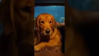 Storm's Embrace, Golden Protector ⛈️❤️