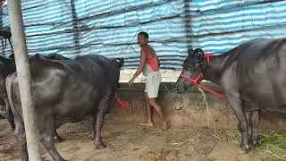 Chintalkunta Buffalo market#jafrabadibuffalo #murrabuffalo #gujrathi #bannibaffalo