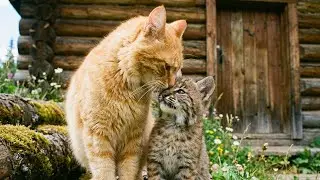 Материнская любовь не знает границ между видами. Кот, вырастивший дикую рысь.