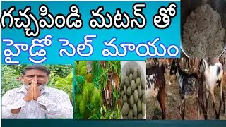 Gachchapindi Mutton with Hydro Cell Digestion-గచ్చపిండి మటన్ తో హైడ్రో సెల్ మాయం