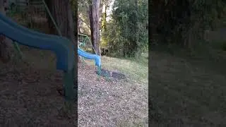 2 Greatdanes, running. | Smart Paws Dog Training.