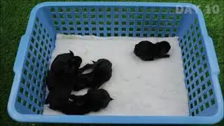 Ep43. Blue German angora rabbits growth time lapse from Day1 to Day30