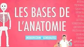 LES BASES DE L'ANATOMIE