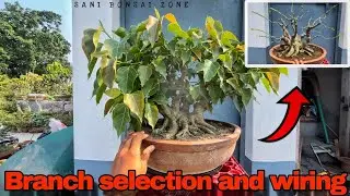 Ficus Rumphii Branch selection and wiring | Bonsai tree | Sani Bonsai Zone