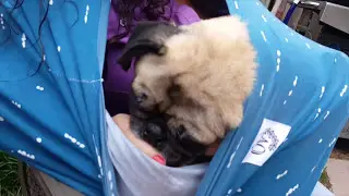 Feeding your baby in public