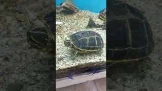 finally i am buy yellow turtle