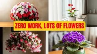 Eternal Spring: 8 Plants That Bloom All Year Round in Pots!
